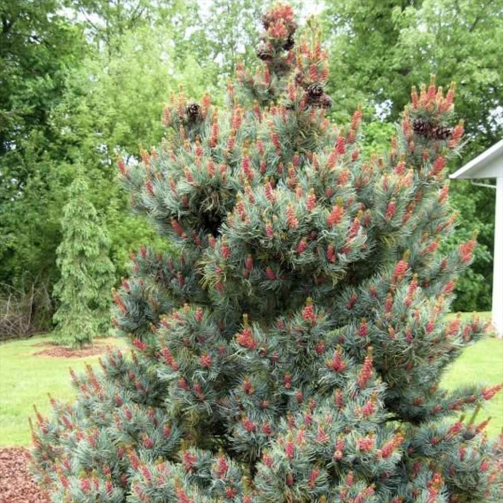 Pin Alb Pitic Japonez (Pinus Parvifolia) Bergman, conuri mici rosii, ace albastre-verzi, cu ace rasucite albastru-verzui