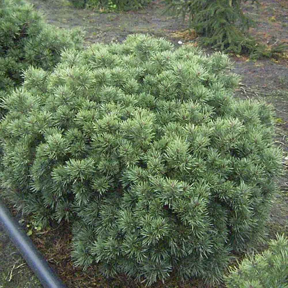 Pin Scotian Pitic Martham (Pinus Sylvestris), frunzis albastru-verzui, ideal pentru gradini mici si rocarii