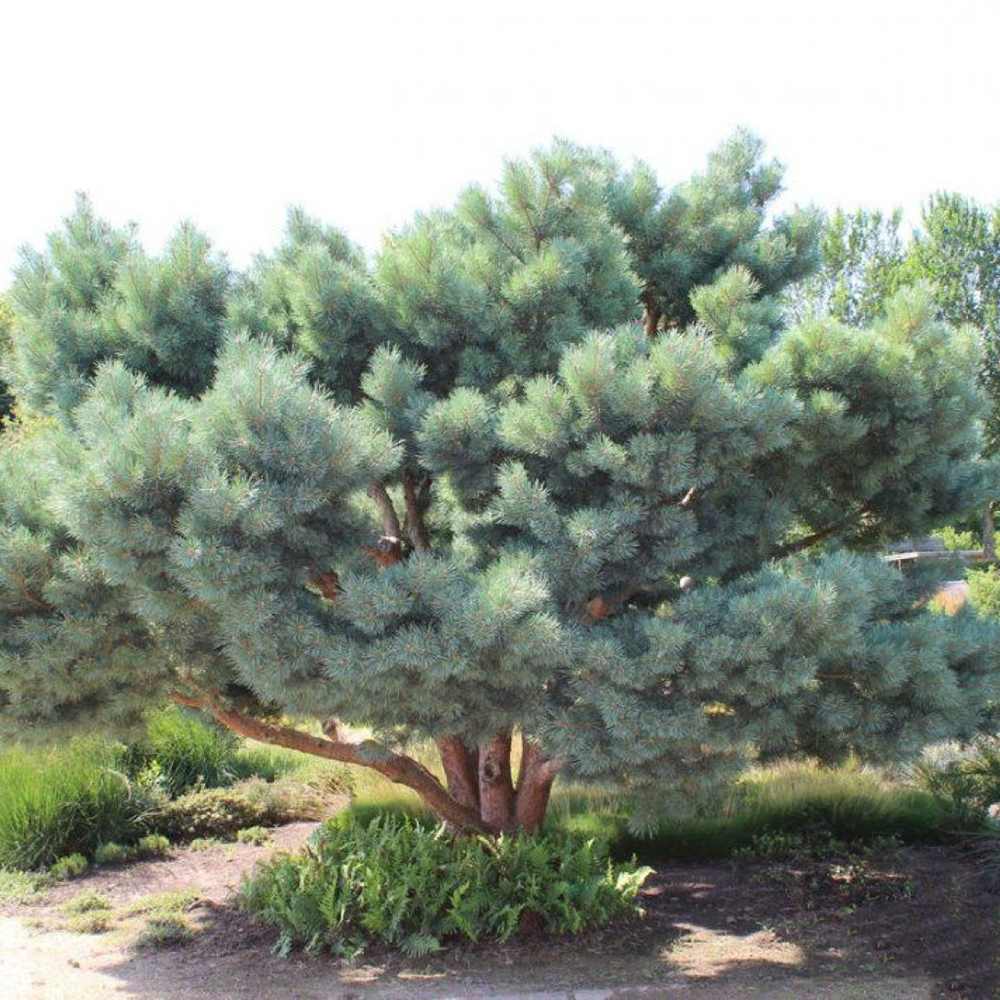 Pin Scotian Pitic Martham (Pinus Sylvestris), frunzis albastru-verzui, ideal pentru gradini mici si rocarii