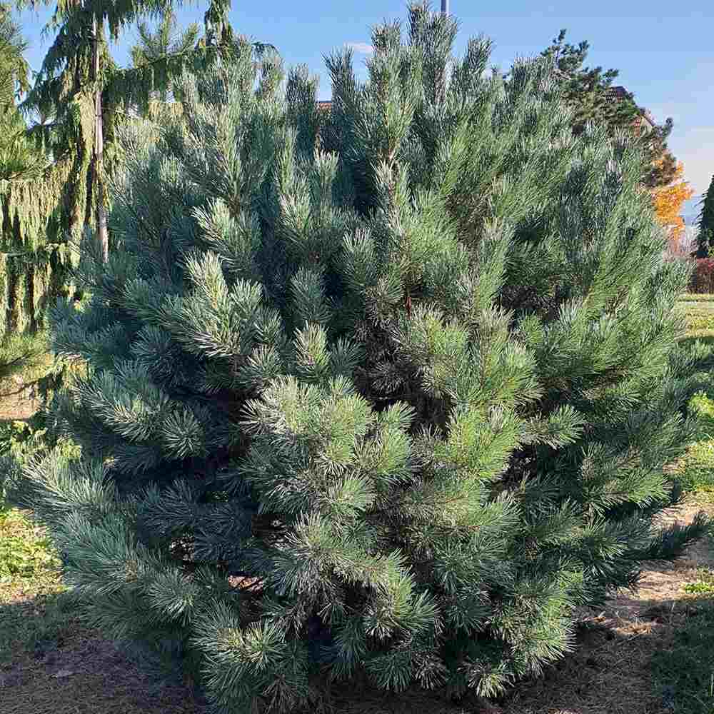 Pin Pitic Scotian Watereri Tip Tufa (Pinus Sylvestris), cu ace verzi-albastrui si forma sferica