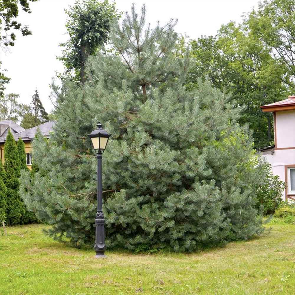 Pin Pitic Scotian Watereri Tip Tufa (Pinus Sylvestris), cu ace verzi-albastrui si forma sferica