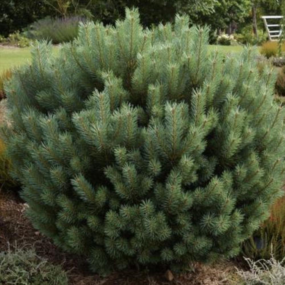 Pin Pitic Scotian Watereri Tip Tufa (Pinus Sylvestris), cu ace verzi-albastrui si forma sferica