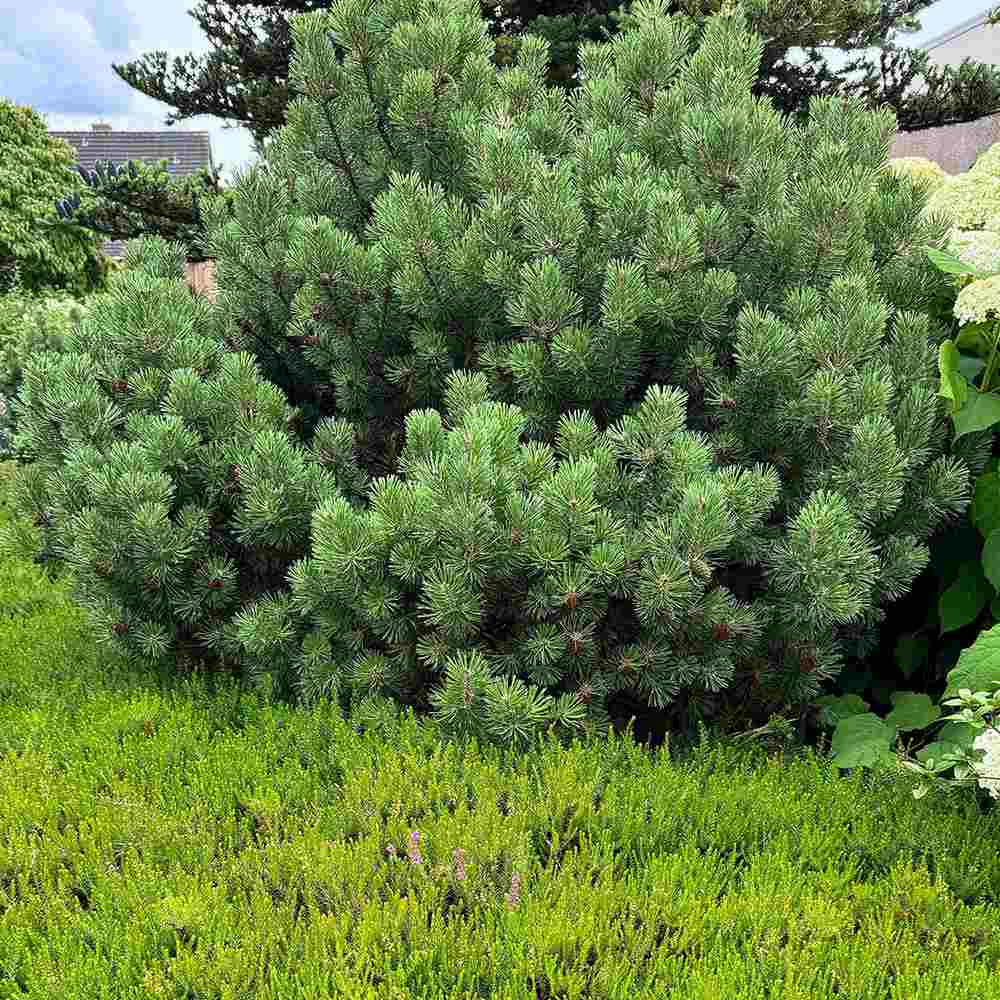 Pin Pitic Scotian Watereri Tip Tufa (Pinus Sylvestris), cu ace verzi-albastrui si forma sferica