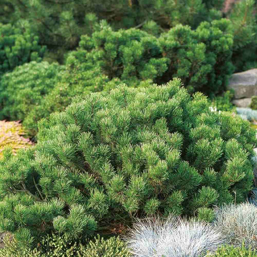 Pin Pitic de Munte (Jneapan) Mughus Pumuckel, compact, rotund, extrem de decorativ