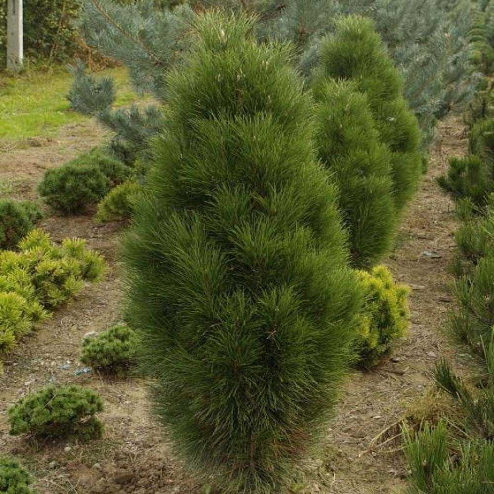 Pin Negru Pyramidalis, in cu forma piramidala, crestere rapida si frunzis verde intens, ideal pentru gard viu sau solitar