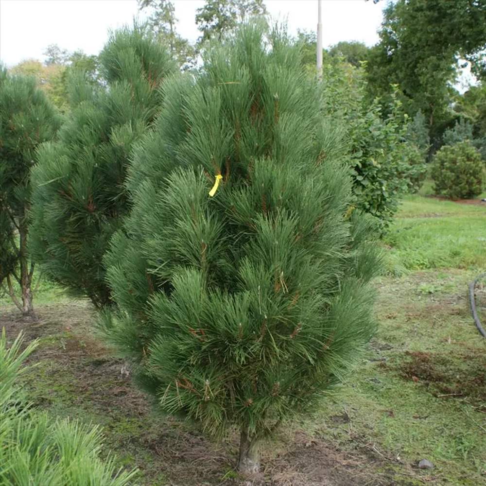 Pin Negru Pyramidalis, in cu forma piramidala, crestere rapida si frunzis verde intens, ideal pentru gard viu sau solitar