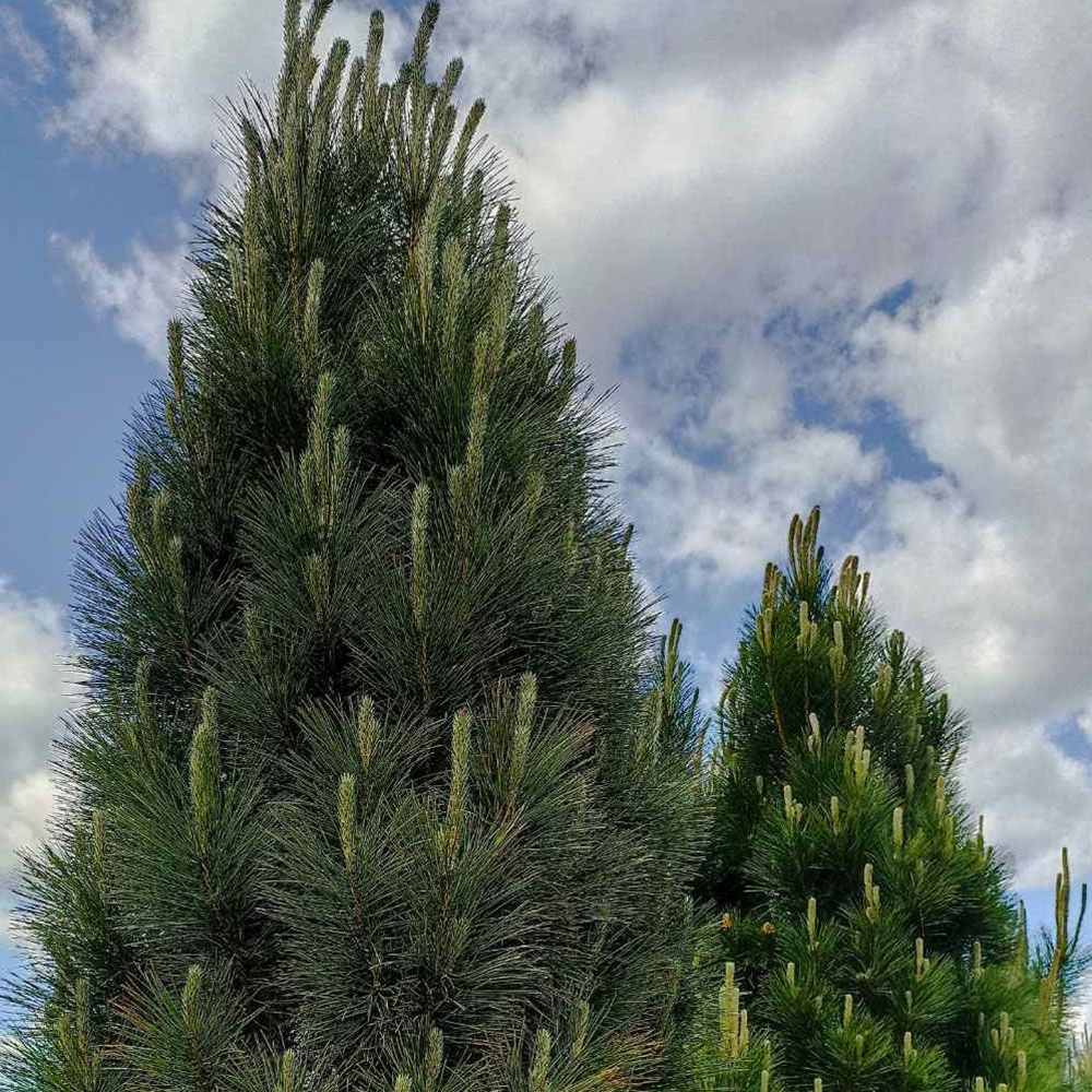 Pin Negru Pyramidalis, in cu forma piramidala, crestere rapida si frunzis verde intens, ideal pentru gard viu sau solitar