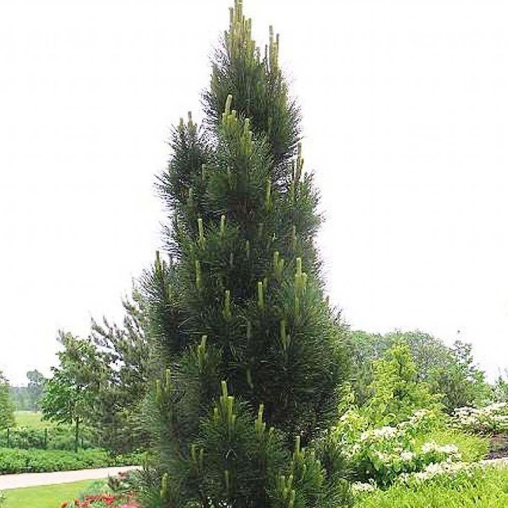 Pin Negru Pyramidalis, in cu forma piramidala, crestere rapida si frunzis verde intens, ideal pentru gard viu sau solitar