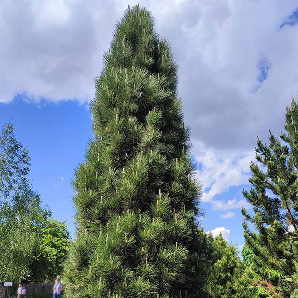 Pin Negru Pyramidalis, in cu forma piramidala, crestere rapida si frunzis verde intens, ideal pentru gard viu sau solitar