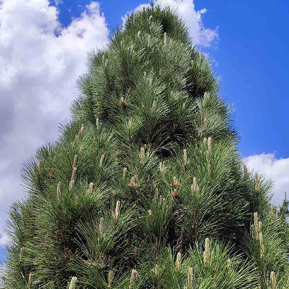 Pin Negru Pyramidalis, in cu forma piramidala, crestere rapida si frunzis verde intens, ideal pentru gard viu sau solitar