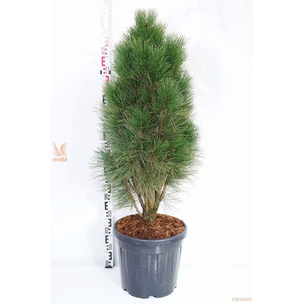 Pin Negru Pyramidalis, in cu forma piramidala, crestere rapida si frunzis verde intens, ideal pentru gard viu sau solitar