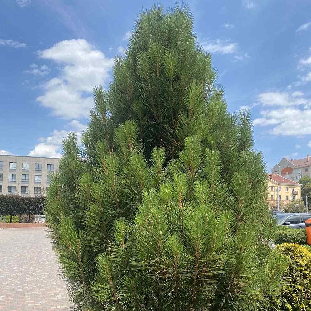 Pin Negru Pyramidalis, in cu forma piramidala, crestere rapida si frunzis verde intens, ideal pentru gard viu sau solitar