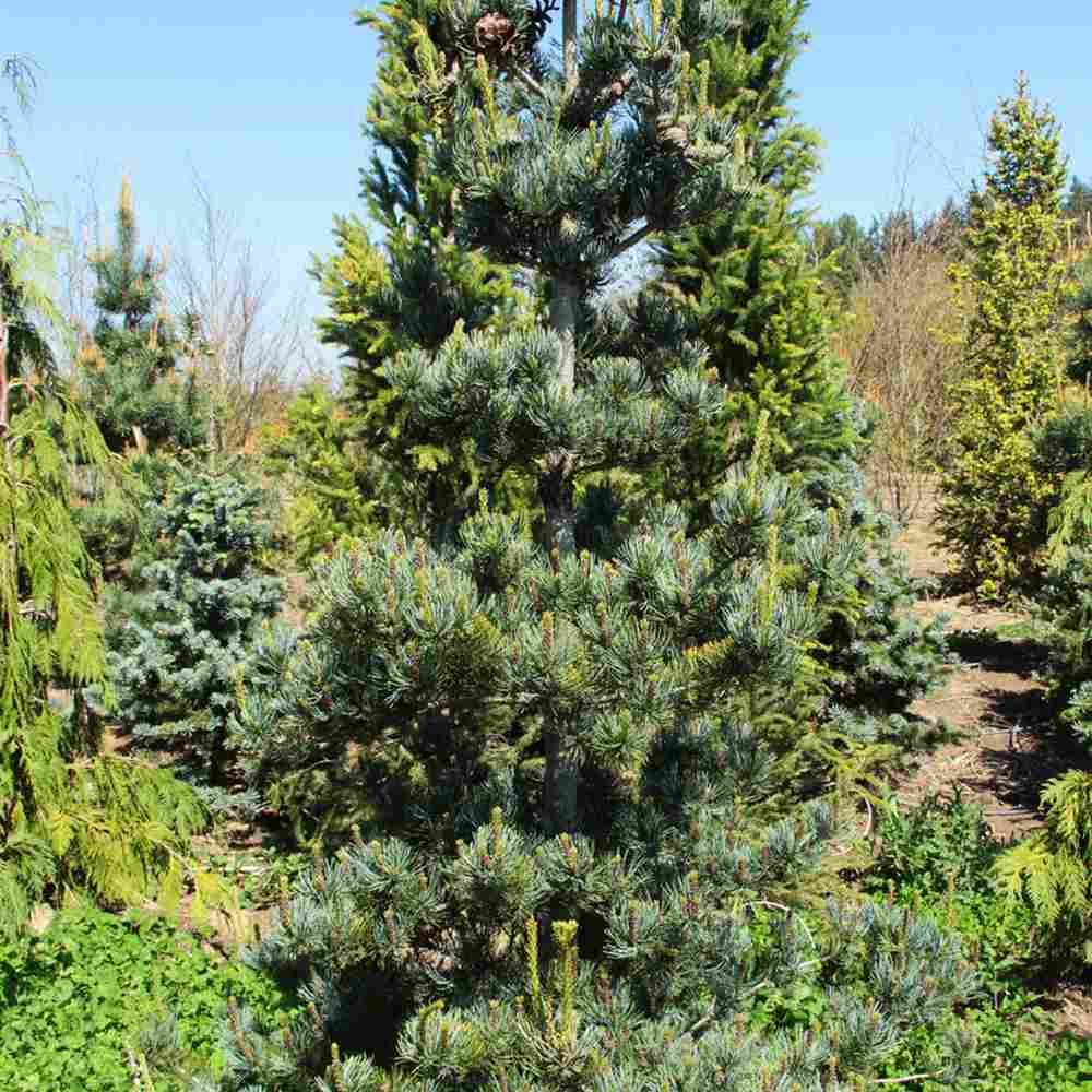 Pin Japonez Alb (Pinus parviflora ) Tempelhof, ace argintii-albastre, vesnic verde, compact