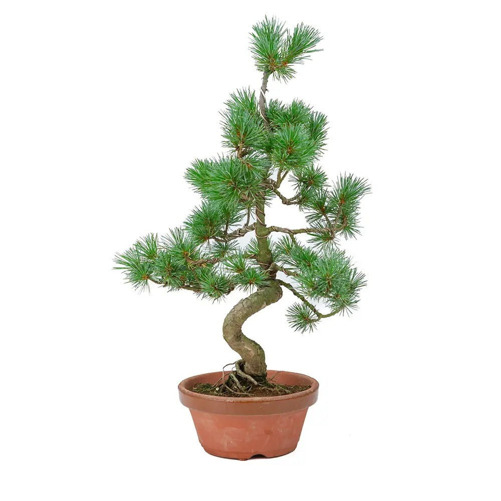 Aranjament Bonsai cu Pin Alb Japonez Parviflora, 70 cm, bonsai copac mini, vesnic verde,cadou perfect
