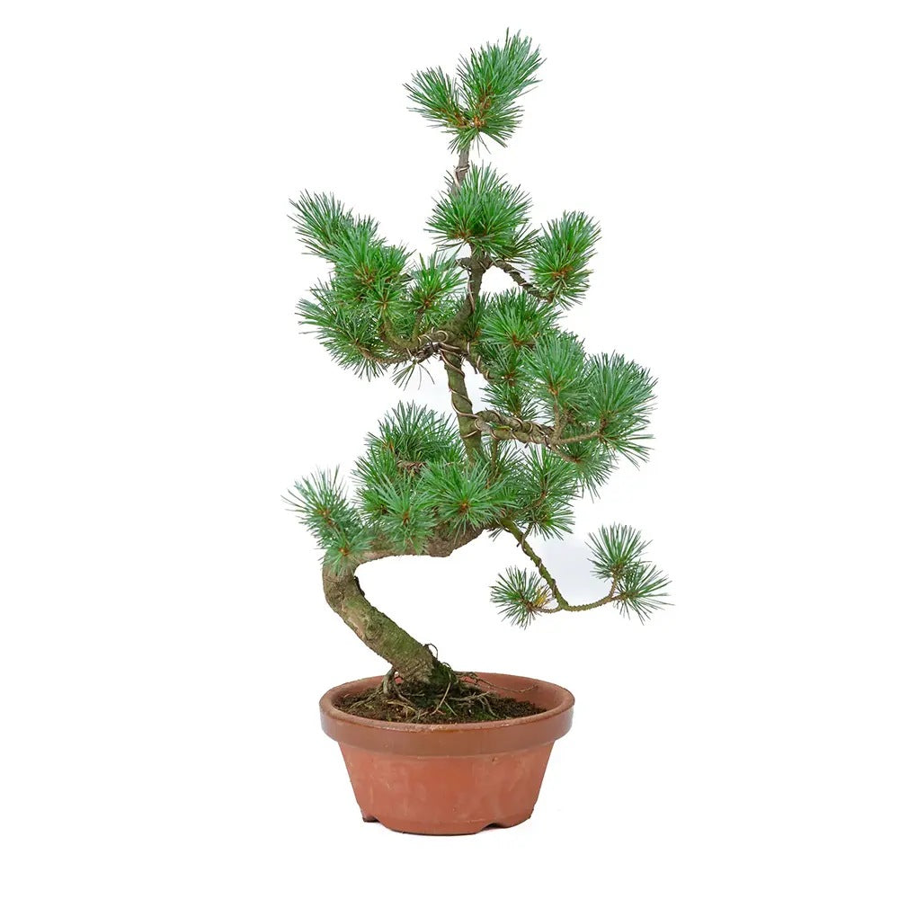 Aranjament Bonsai cu Pin Alb Japonez Parviflora, 70 cm, bonsai copac mini, vesnic verde,cadou perfect