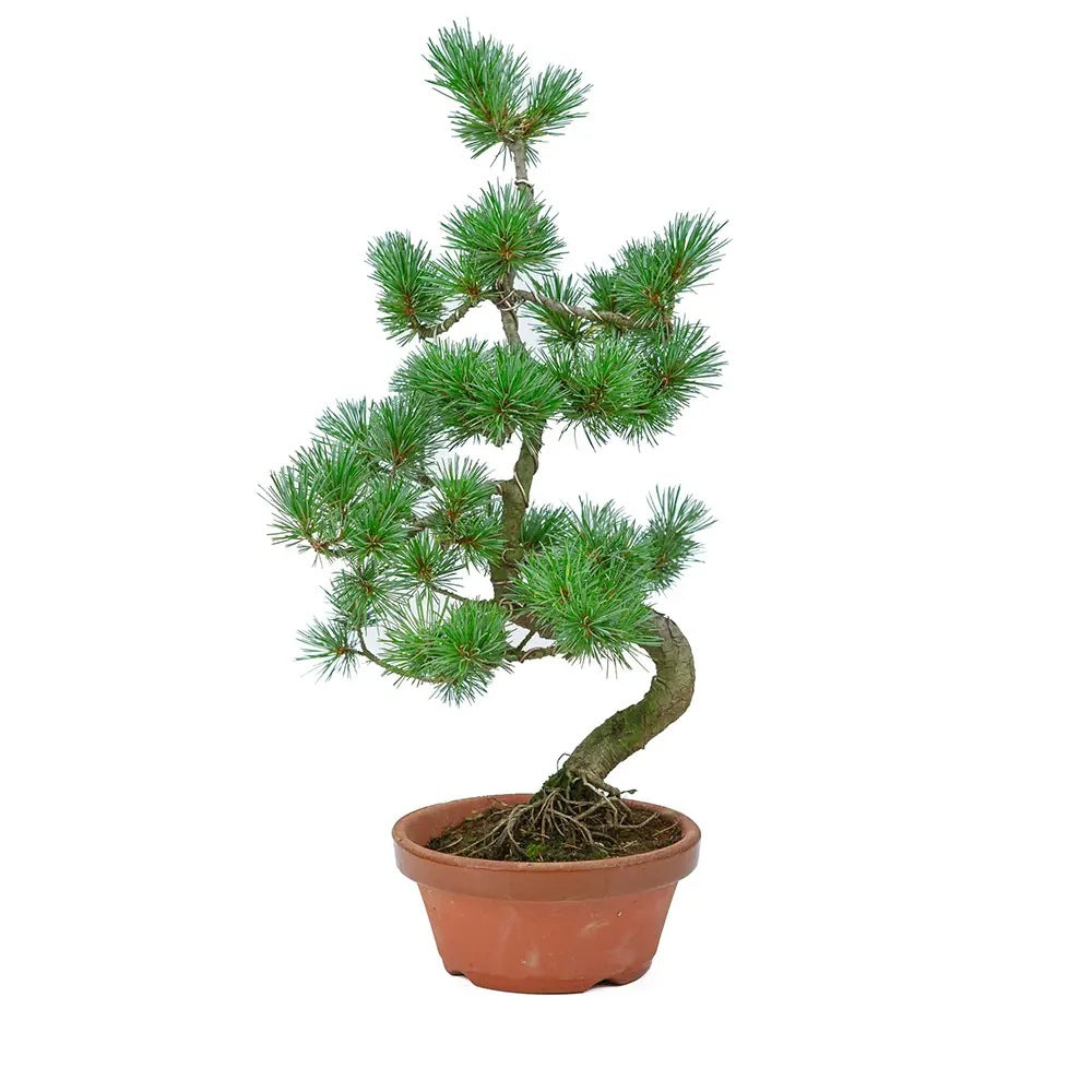 Aranjament Bonsai cu Pin Alb Japonez Parviflora, 70 cm, bonsai copac mini, vesnic verde,cadou perfect