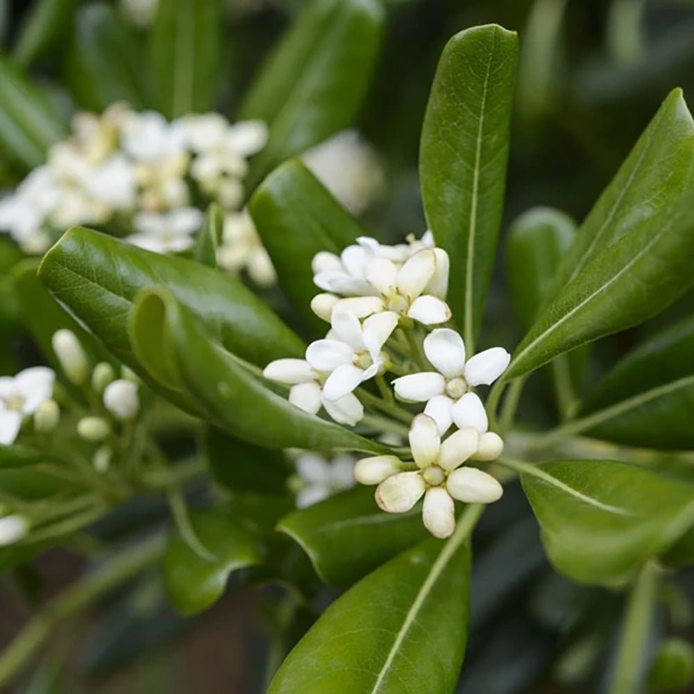 Pittosporum japonez tobira, cu flori albe-galben foarte parfumat