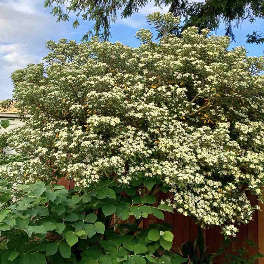 Pittosporum japonez tobira, cu flori albe-galben foarte parfumat