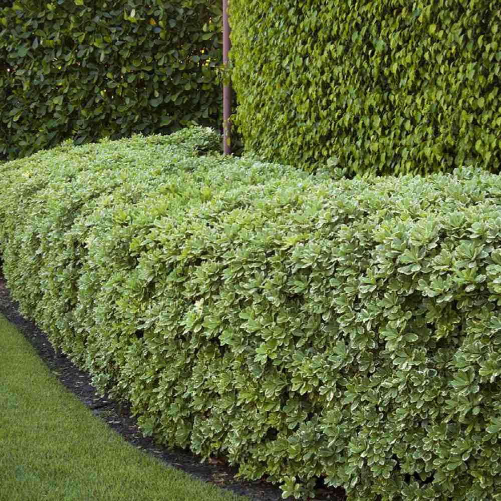 Pittosporum japonez tobira, cu flori albe-galben foarte parfumat