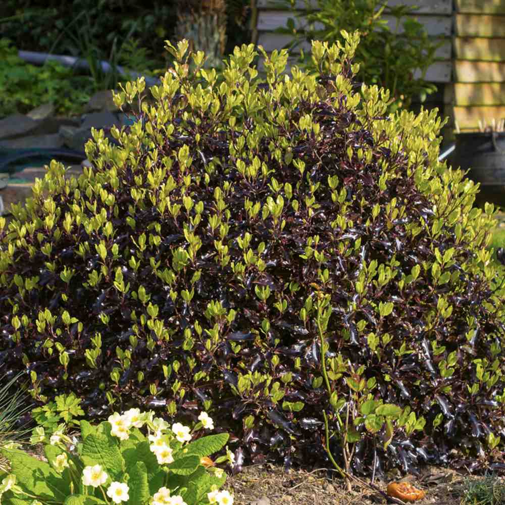 Pittosporum Tom Thumb, cu frunzis purpuriu-inchis