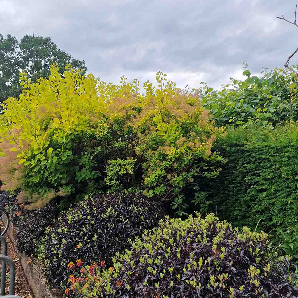 Pittosporum Tom Thumb, cu frunzis purpuriu-inchis