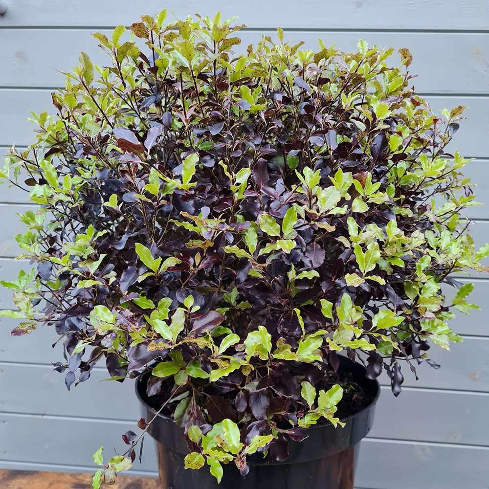 Pittosporum Tom Thumb, cu frunzis purpuriu-inchis