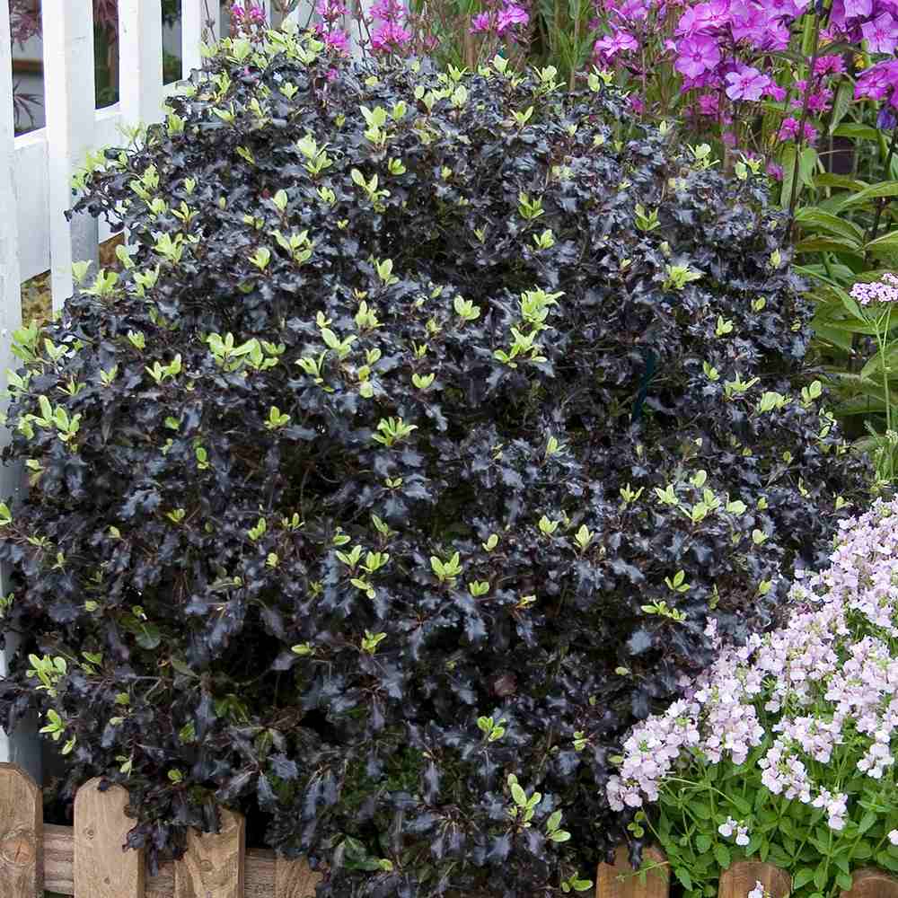 Pittosporum Tom Thumb, cu frunzis purpuriu-inchis