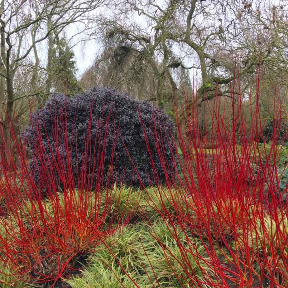 Pittosporum Tom Thumb, cu frunzis purpuriu-inchis