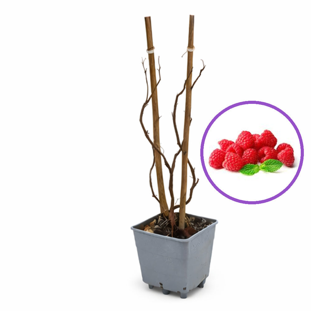 Zmeur (Rubus idaeus), soi productiv A2, remontant, fructe rosii mari, productie foarte mare, an 3 pe rod, 160-180 cm inaltime pana la sfarsit de sezon