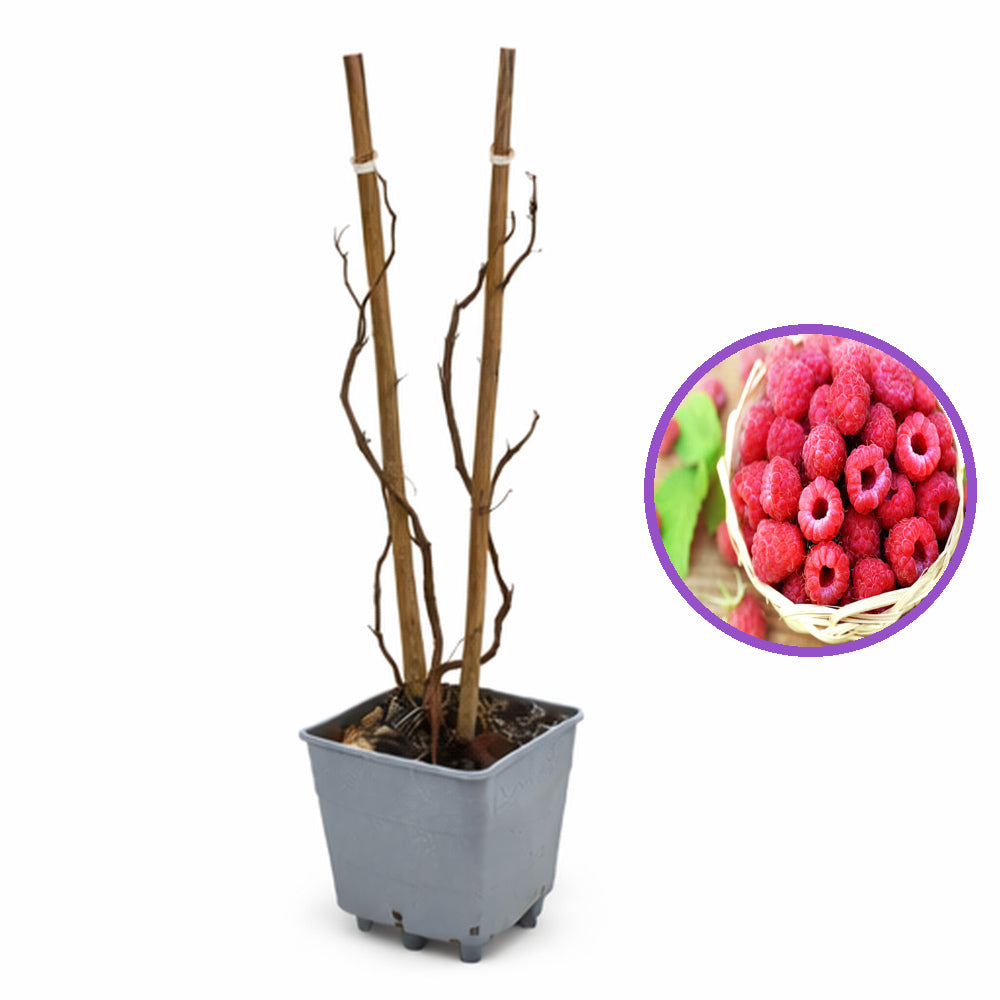 Zmeur remontant productiv A3 (Rubus idaeus), fructe rosii mari, productie abundenta, an 3 pe rod, 160-180 cm inaltime pana la sfarsit de sezon