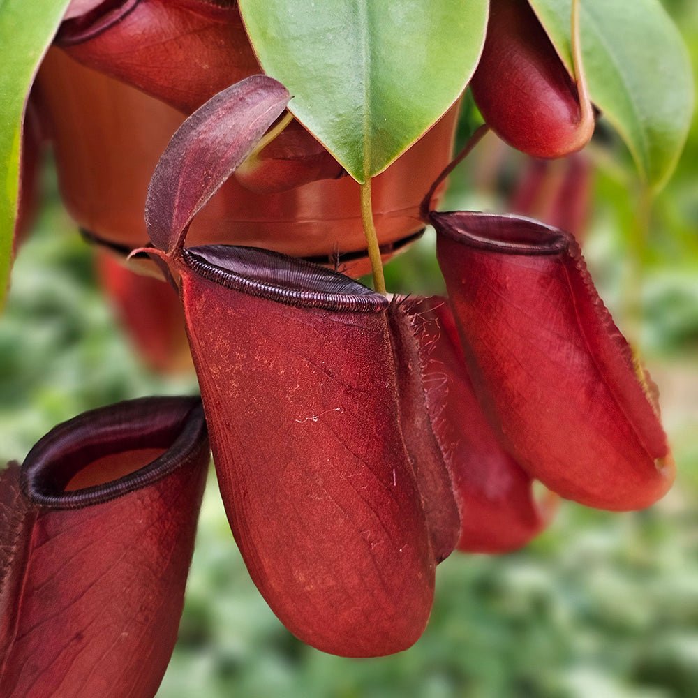Planta Carnivora (Nepenthes) Alata Monkey Jars- 40 cm