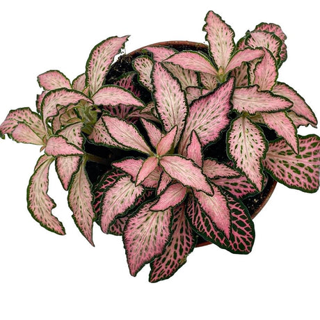 Planta cu Piele de Sarpe Fittonia Pink Forest Flame - VERDENA-20 cm inaltime, livrat in ghiveci de 1.2 l