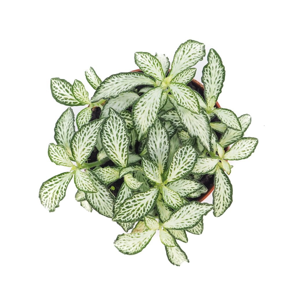 Planta cu Piele de Sarpe Fittonia White Forest Flame