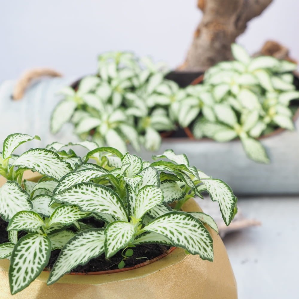 Planta cu Piele de Sarpe Fittonia White Forest Flame