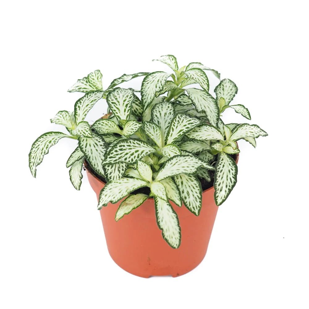 Planta cu Piele de Sarpe Fittonia White Forest Flame