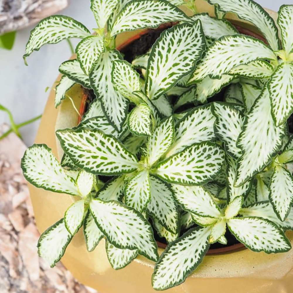 Planta cu Piele de Sarpe Fittonia White Forest Flame