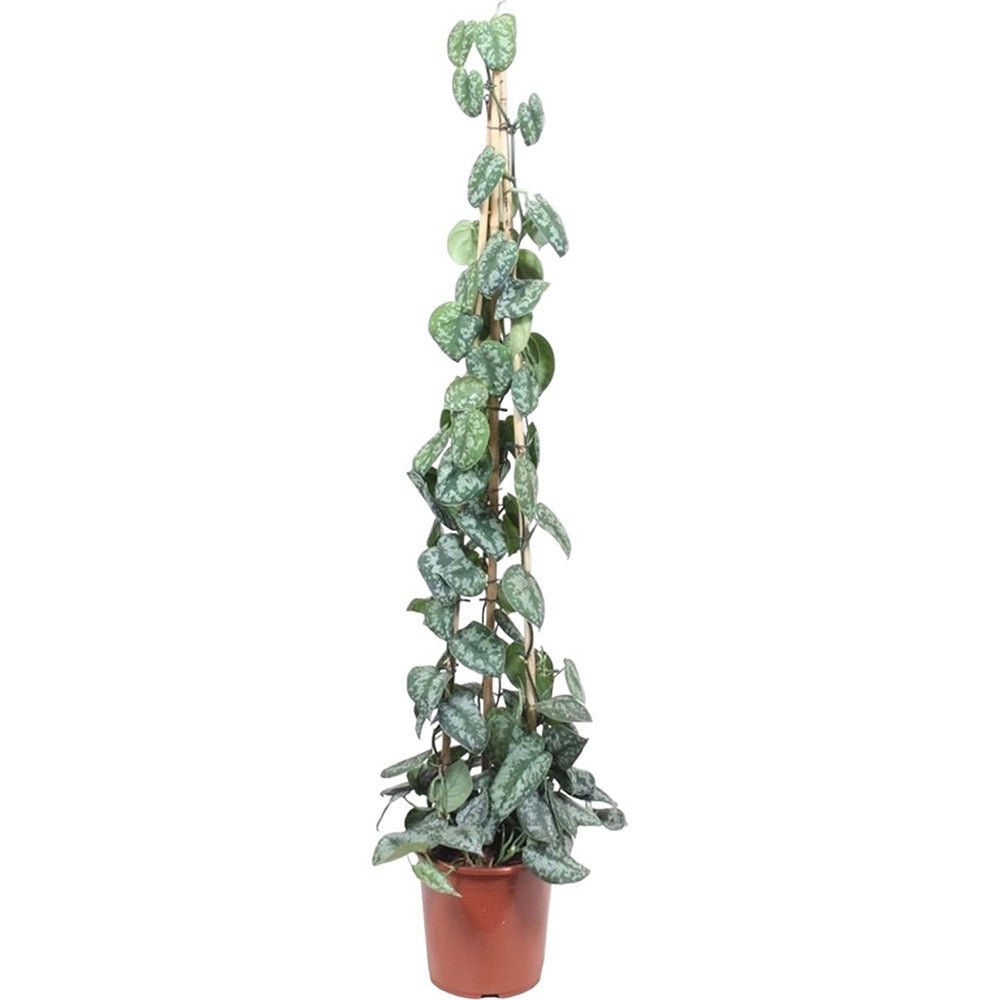 Planta Curgatoare (Scindapsus) Pictus Trebie (Cu Suport) - 160 cm