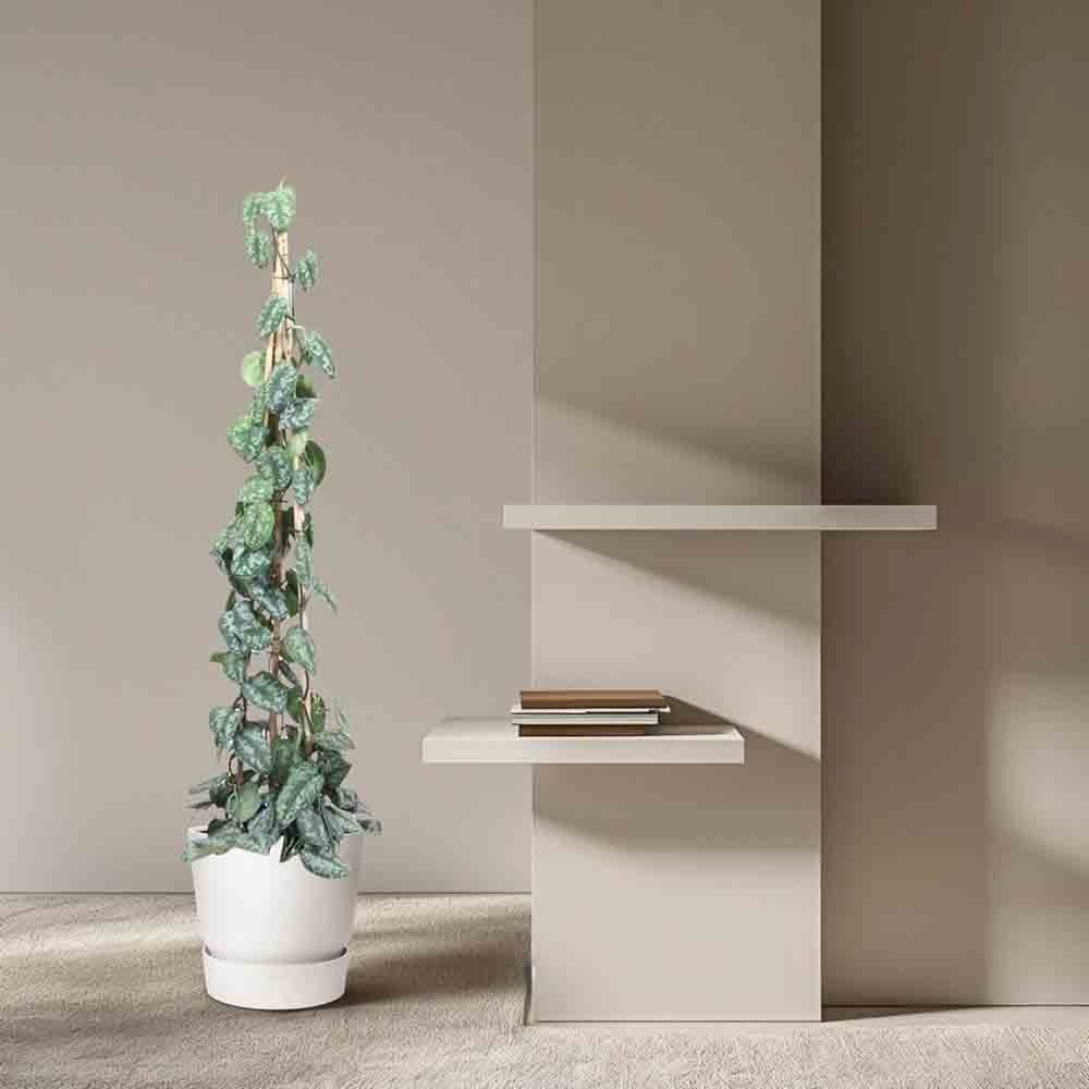 Planta Curgatoare (Scindapsus) Pictus Trebie (Cu Suport) - 160 cm