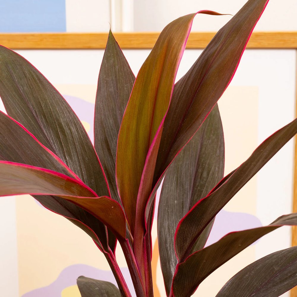 Planta Norocoasa (Cordyline fruticosa) Tango