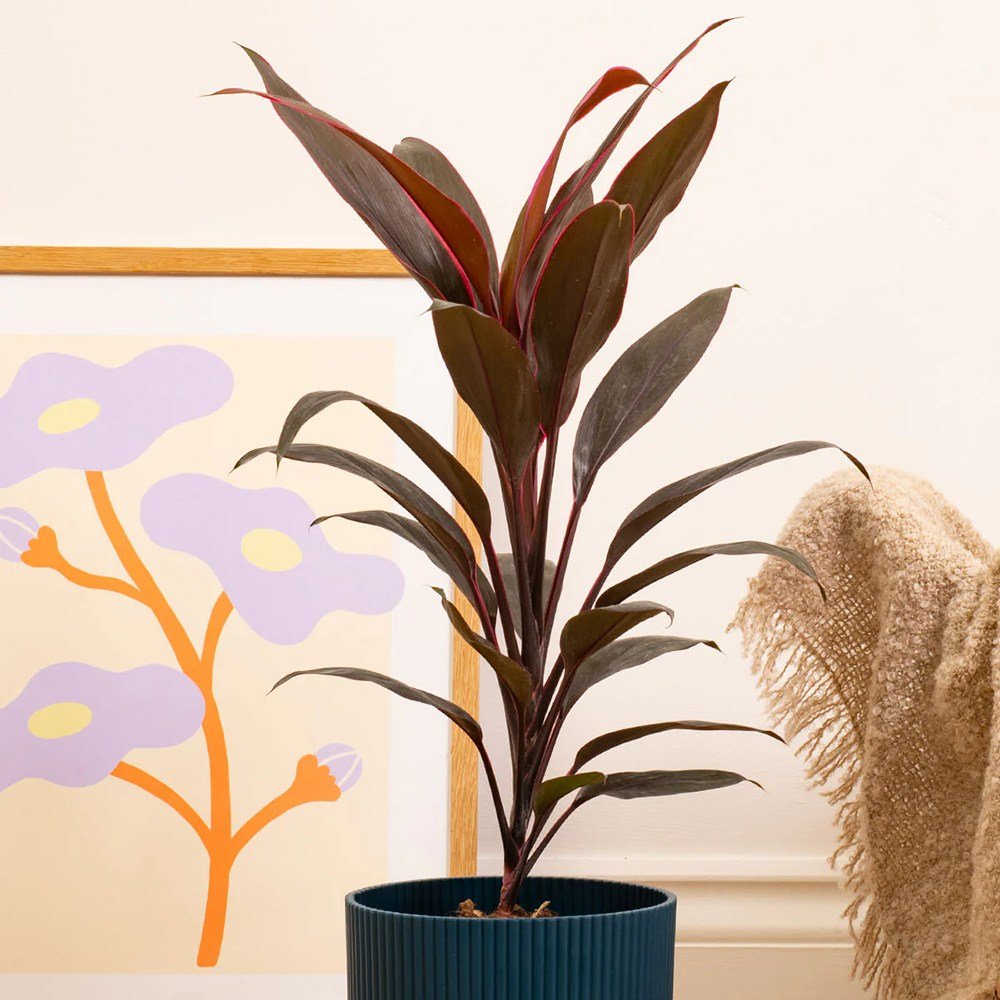 Planta Norocoasa (Cordyline fruticosa) Tango