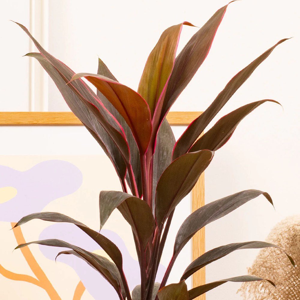Planta Norocoasa (Cordyline fruticosa) Tango