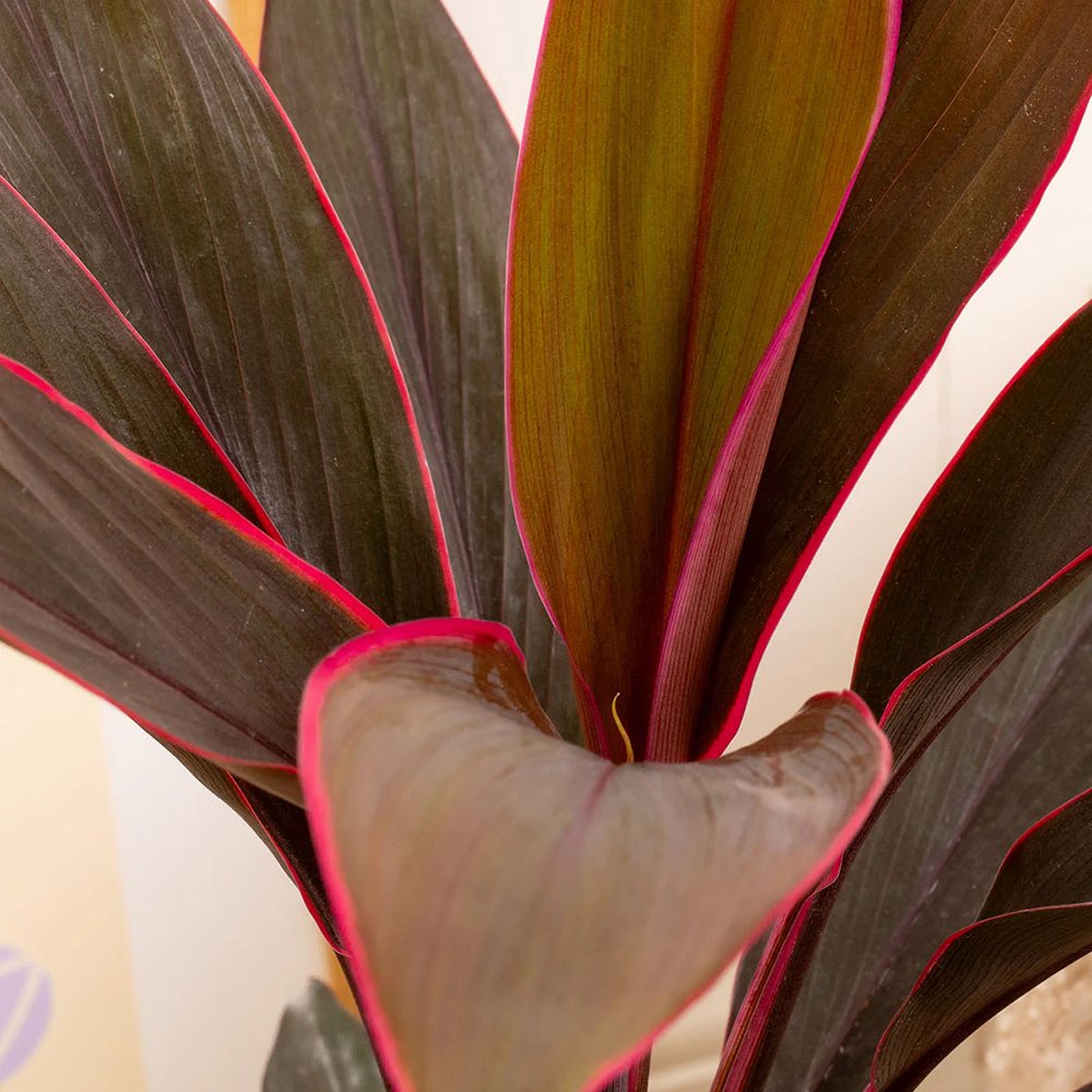 Planta Norocoasa (Cordyline fruticosa) Tango