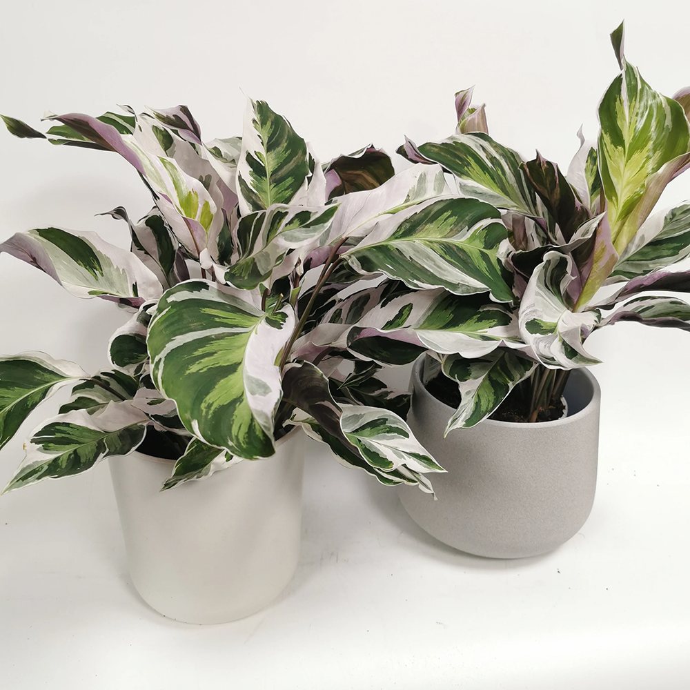 Planta Paun Calathea Fusion White, cu frunze Tricolor - 40 cm