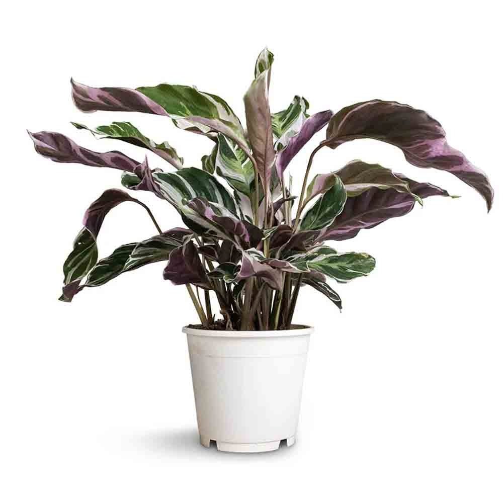 Planta Paun Calathea Fusion White, cu frunze Tricolor - 40 cm