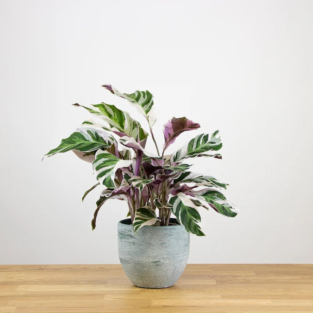 Planta Paun Calathea Fusion White, cu frunze Tricolor - 40 cm