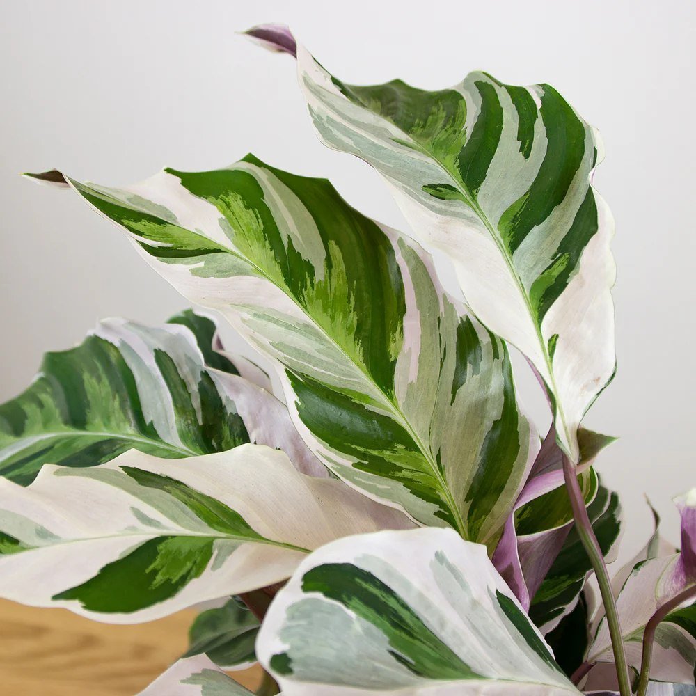 Planta Paun Calathea Fusion White, cu frunze Tricolor - 40 cm