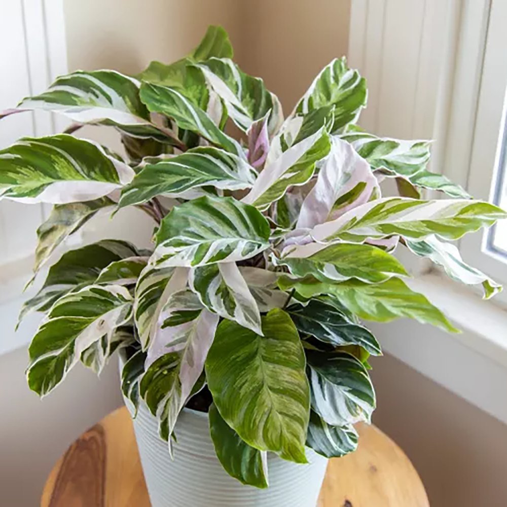 Planta Paun Calathea Fusion White, cu frunze Tricolor - 40 cm