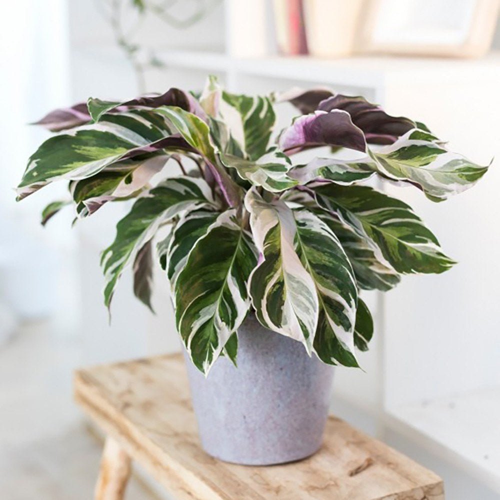 Planta Paun Calathea Fusion White, cu frunze Tricolor - 40 cm