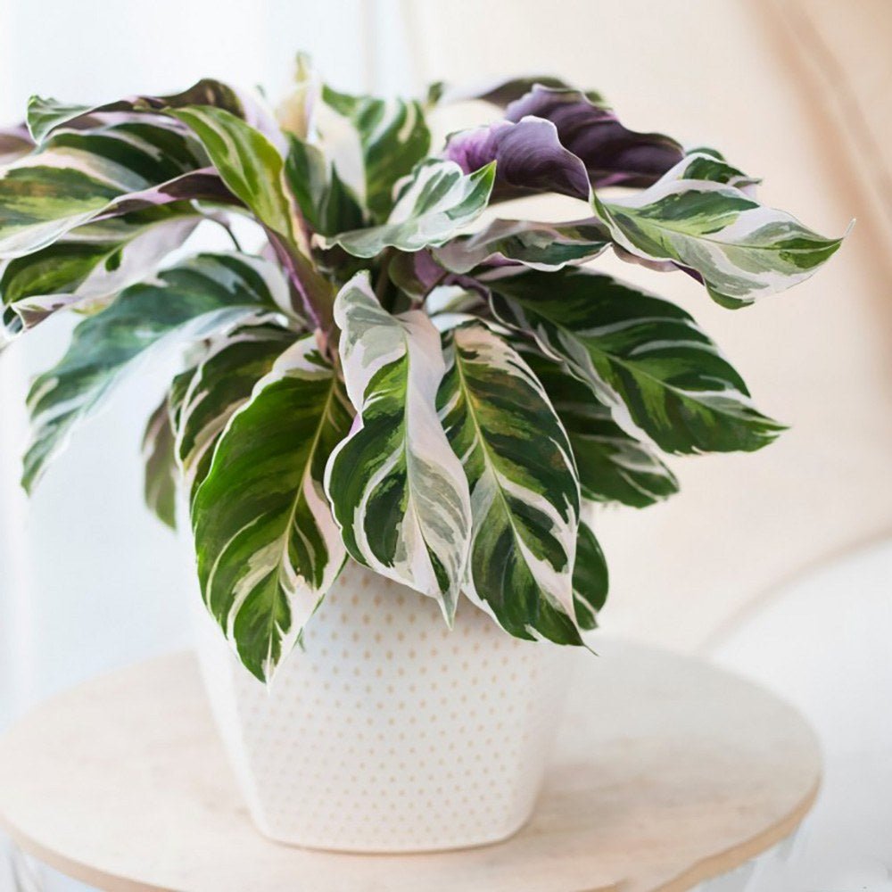 Planta Paun Calathea Fusion White, cu frunze Tricolor - 60 cm