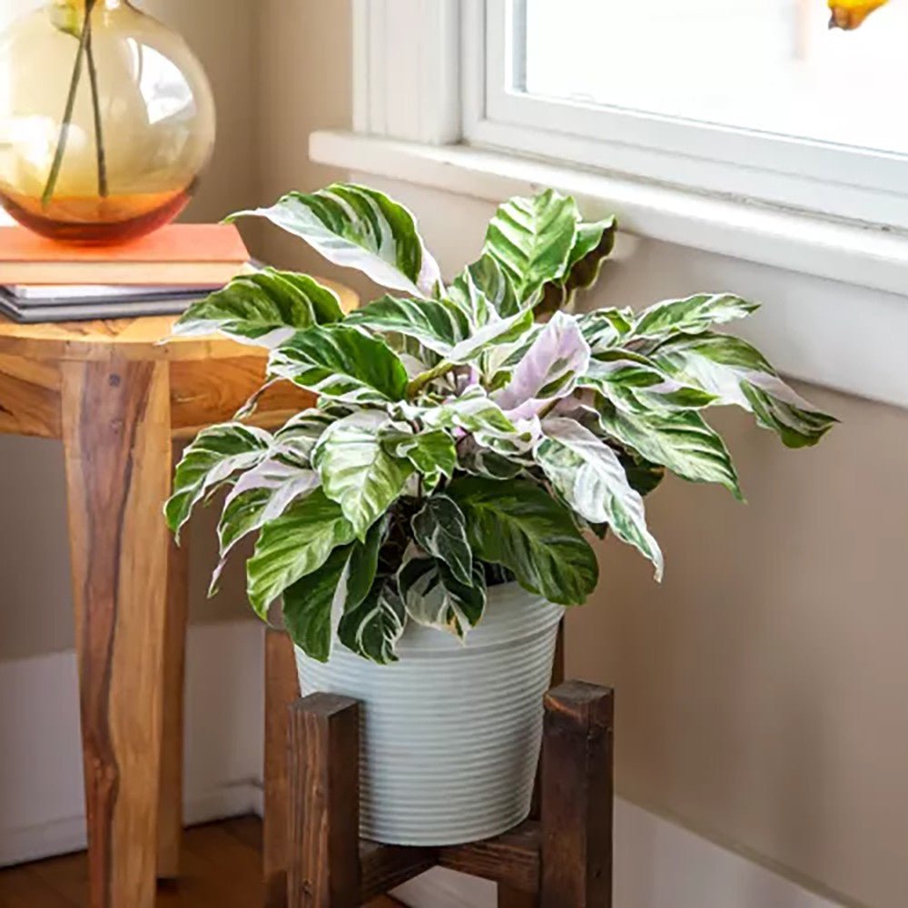 Planta Paun Calathea Fusion White, cu frunze Tricolor - 60 cm